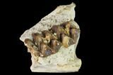 Oreodont (Merycoidodon) Jaw Section - South Dakota #146170-1